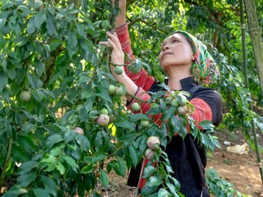 Fruit Packing and Packaging Jobs in the UK