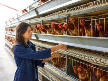 Egg Packing Jobs in the UK
